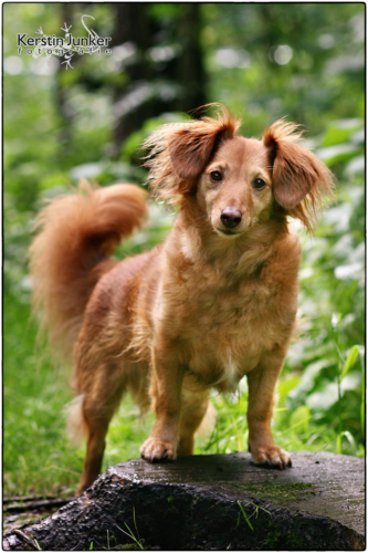 Sommerfest 2016_0196 Daisy