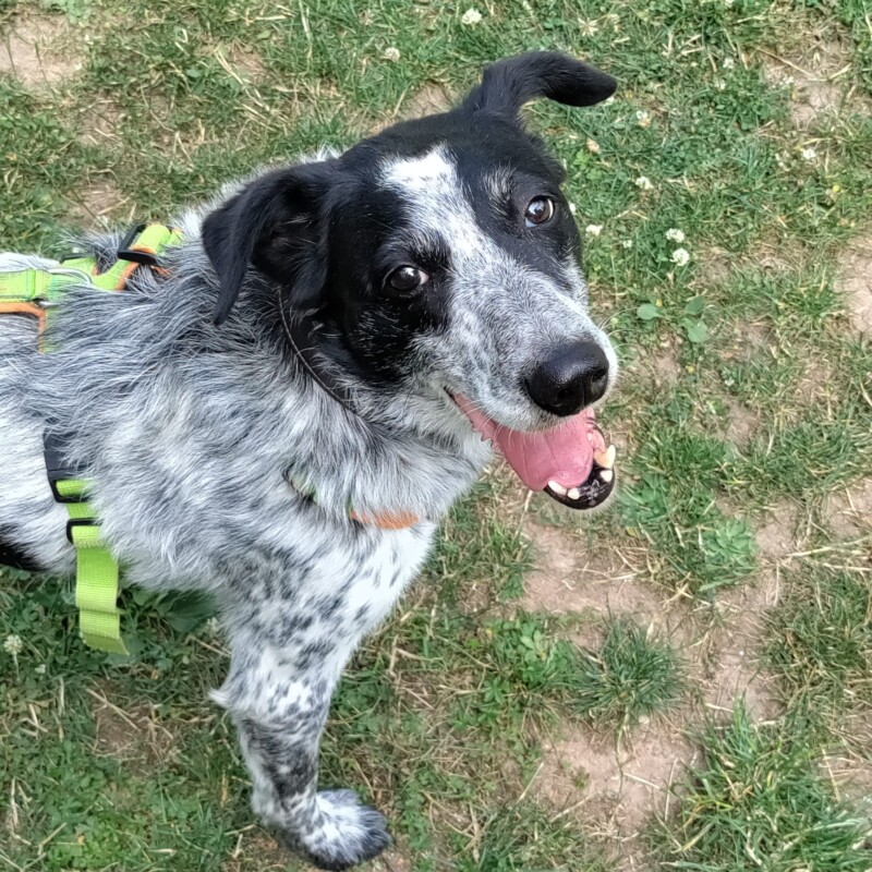 Hunde Tierheim Fulda Hünfeld e V