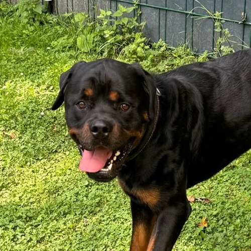 Unser 2 jähriger Rottweiler Keks macht gerade eine schwere Zeit durch.