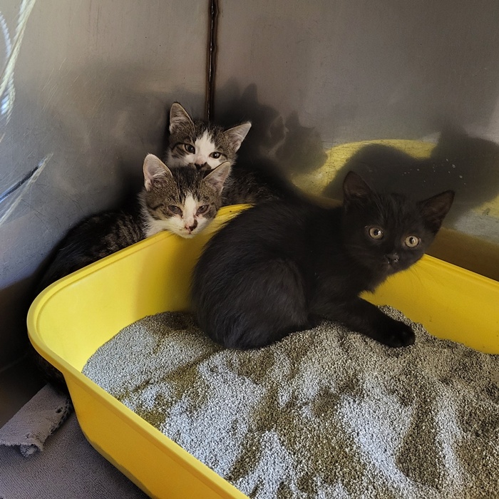 02_25_6111_Rösti-6110_Krokette-6109_Pommes