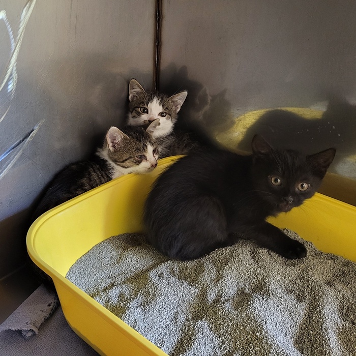 02_25_6111_Rösti-6110_Krokette-6109_Pommes_1