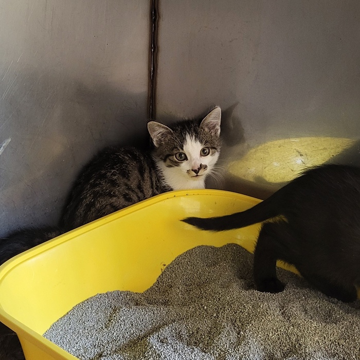 02_25_6111_Rösti-6110_Krokette-6109_Pommes_3