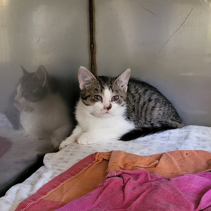 02_25_6111_Rösti-6110_Krokette-6109_Pommes_4