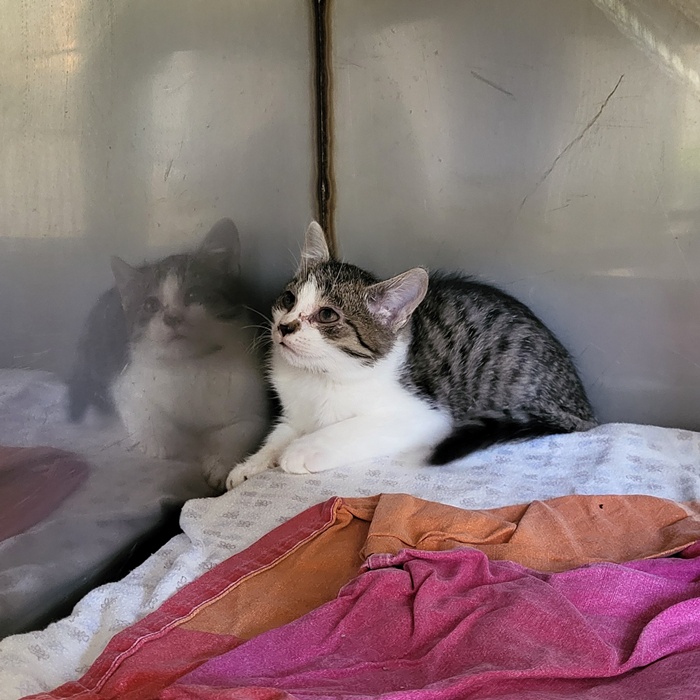 02_25_6111_Rösti-6110_Krokette-6109_Pommes_5