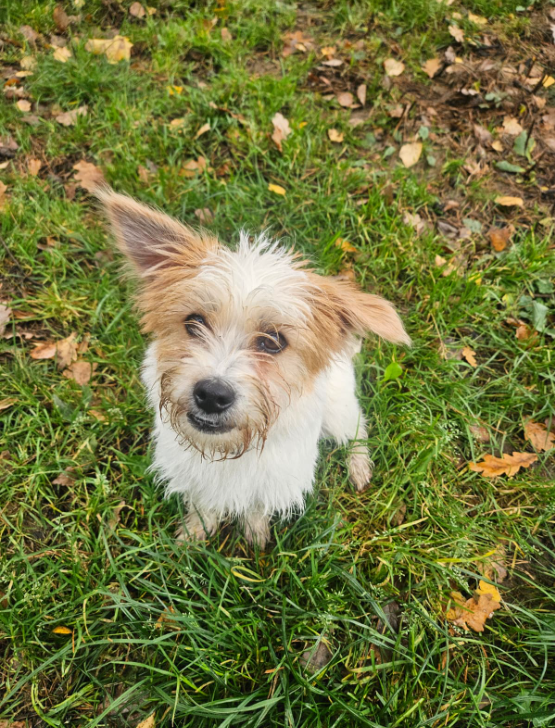 2025-11-03 16_53_38-(2) WhatsApp