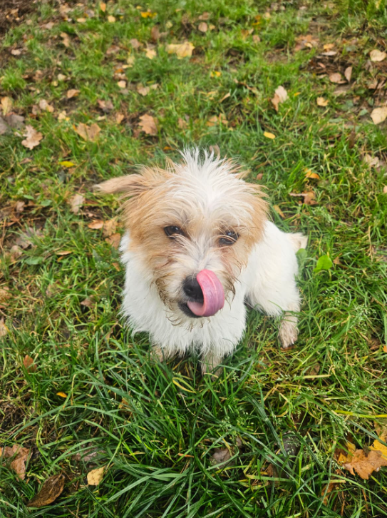 2025-11-03 16_53_58-(2) WhatsApp