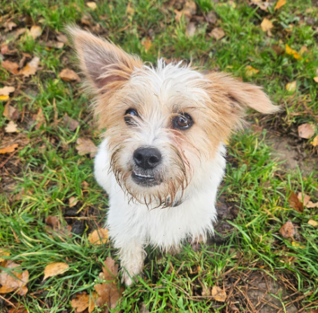 2025-11-03 16_54_30-(2) WhatsApp