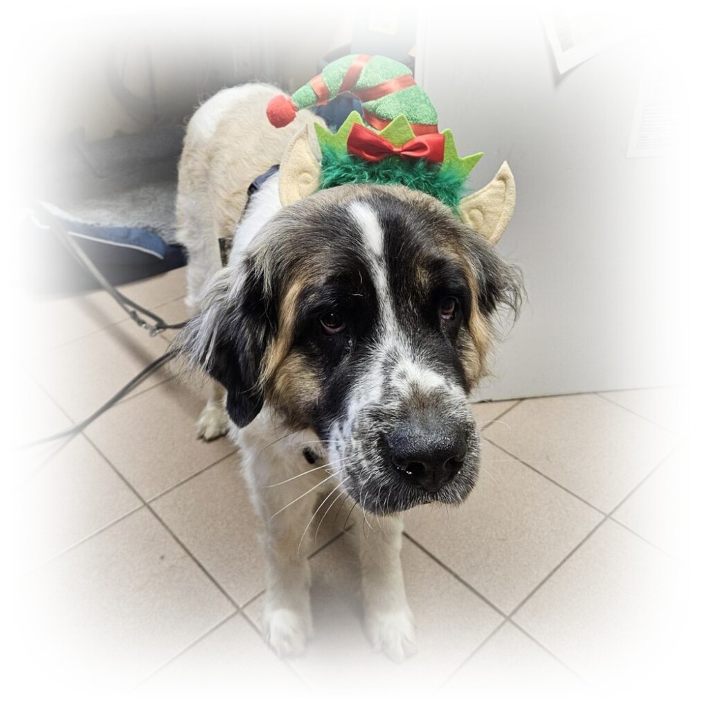 Vorweihnachtliche Stimmung im Tierheim....