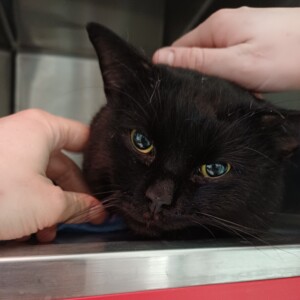 Puma ( wohnt auf Probe 03.04.2026)