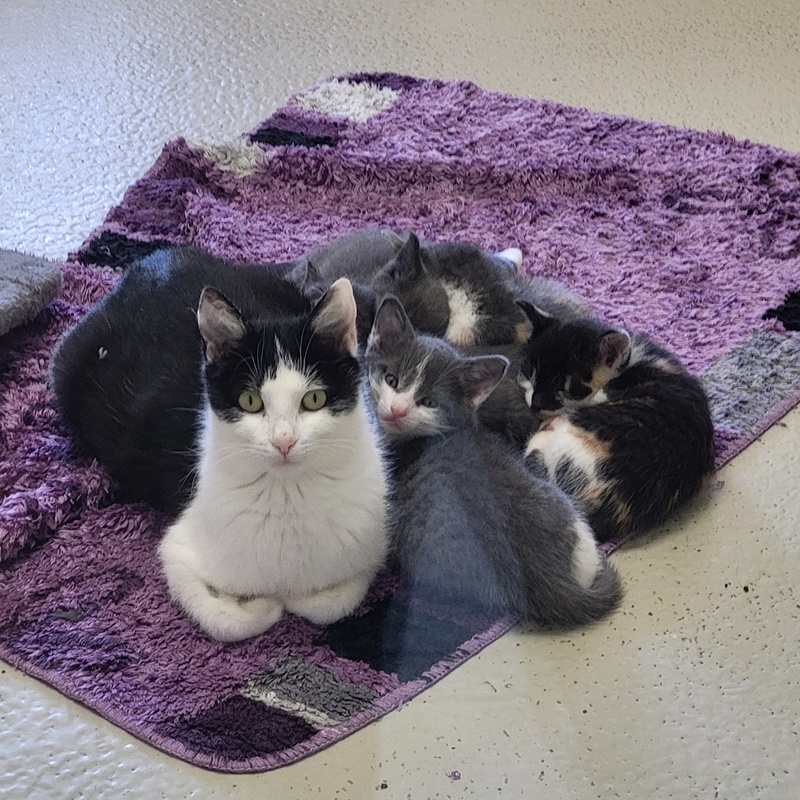 Tapsie – Bild 7