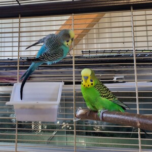 Peter und Paul