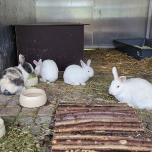 Remus, Merlin, Gandalf, Severus und Harry