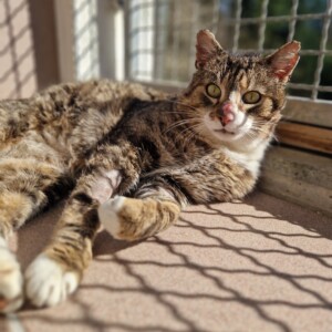 Leopold