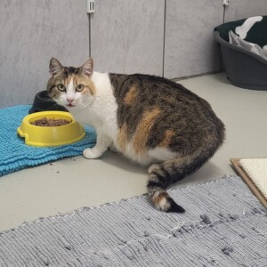 Buttercup ( auf einer Pflegestelle)