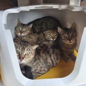 Lutz, Lina, Leo und Lukas