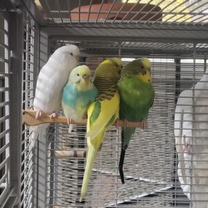 Speedy, Sissi, Susi und Sindy