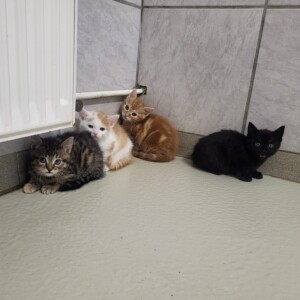 Mavi, Marla, Murmel und Maggie