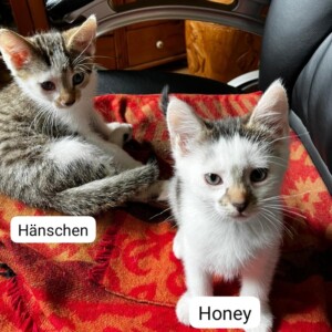 Hänschen und Honey ( auf einer Pflegestelle)