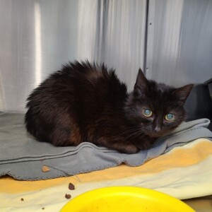 Notfellchen Gisela- dringend Pflegeplatz gesucht!