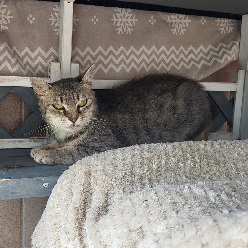 Pipper – Bild 3