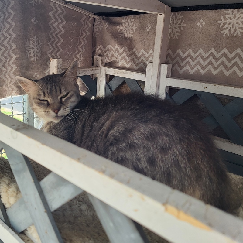 Pipper – Bild 4