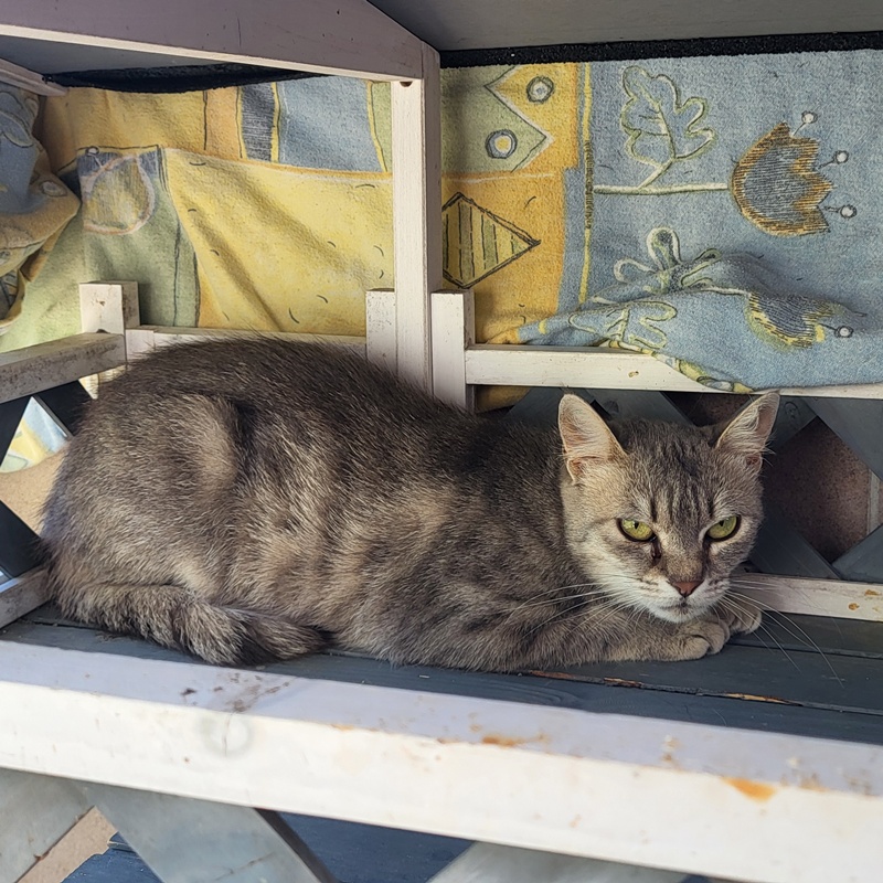 Pipper – Bild 5
