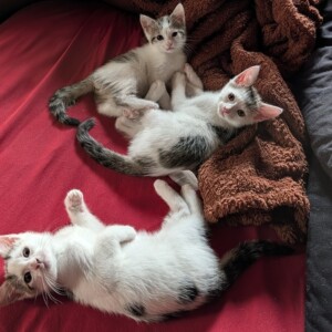 Pünktchen, Fuku und Jeanne ( auf einer Pflegestelle)