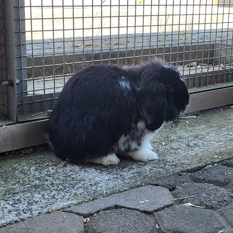 Muh und Gulli – Bild 2