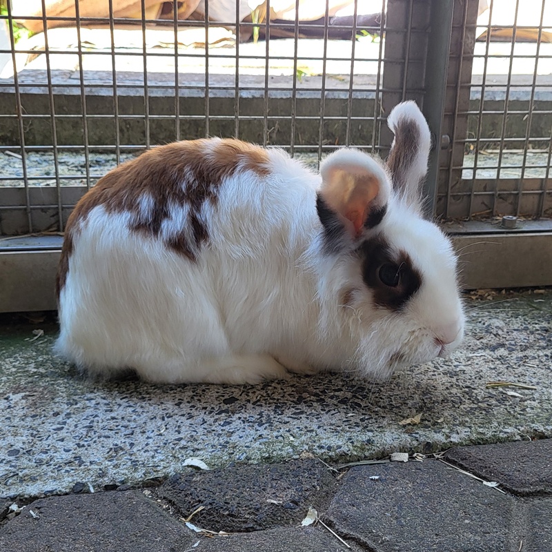 Muh und Gulli – Bild 3