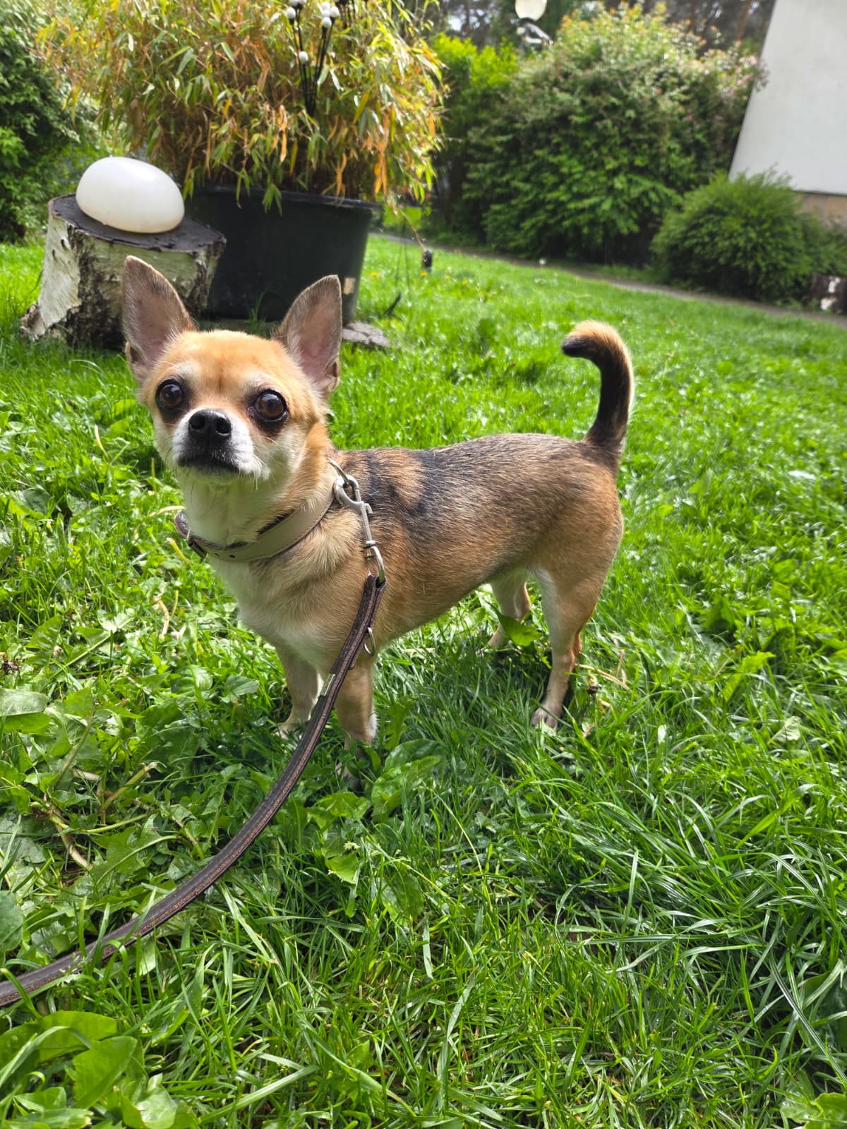 Fenja