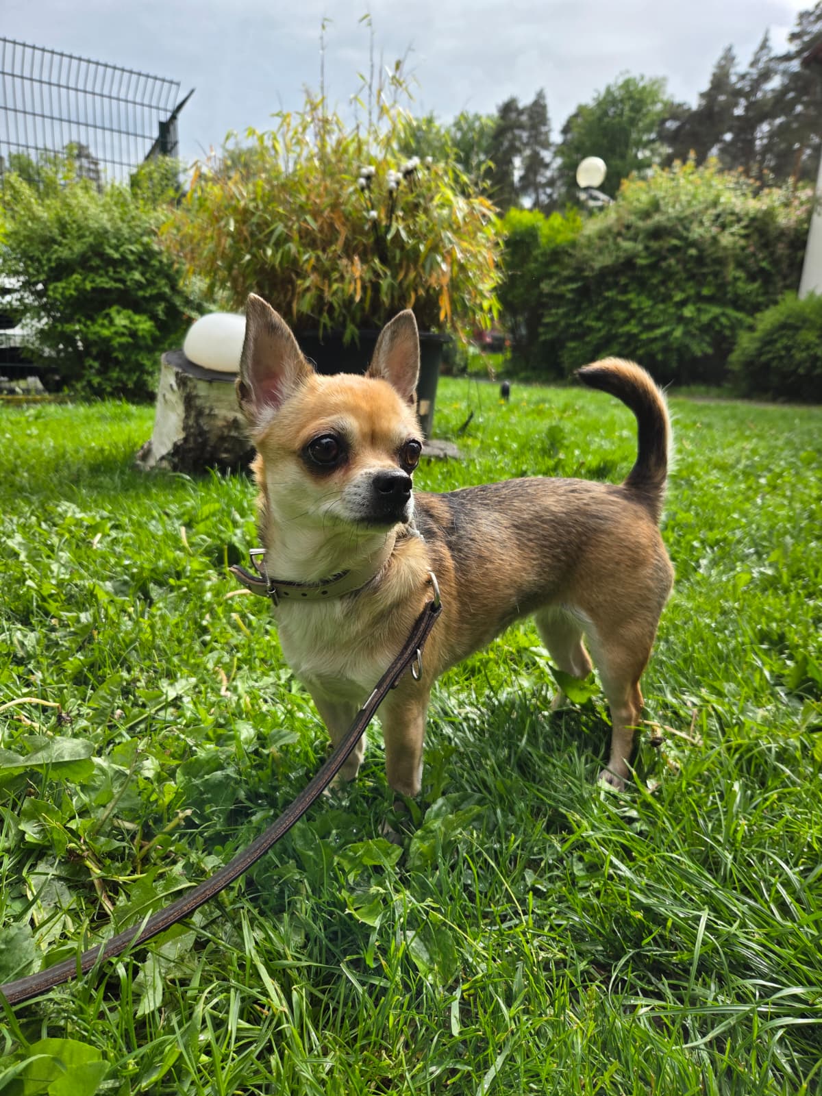 Fenja – Bild 4