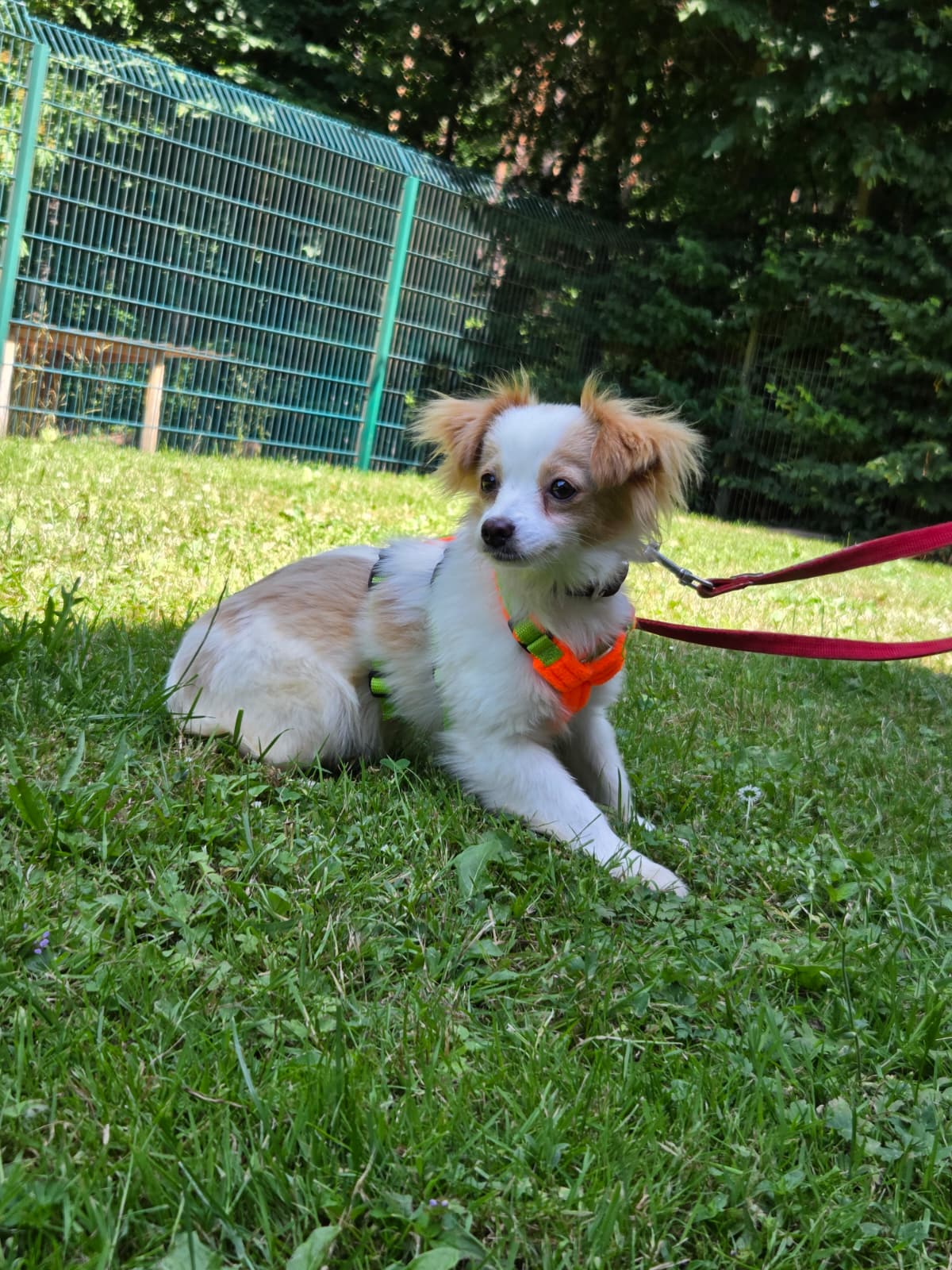 Pieni – Bild 4