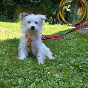 Lumi (wohnt zur Probe)