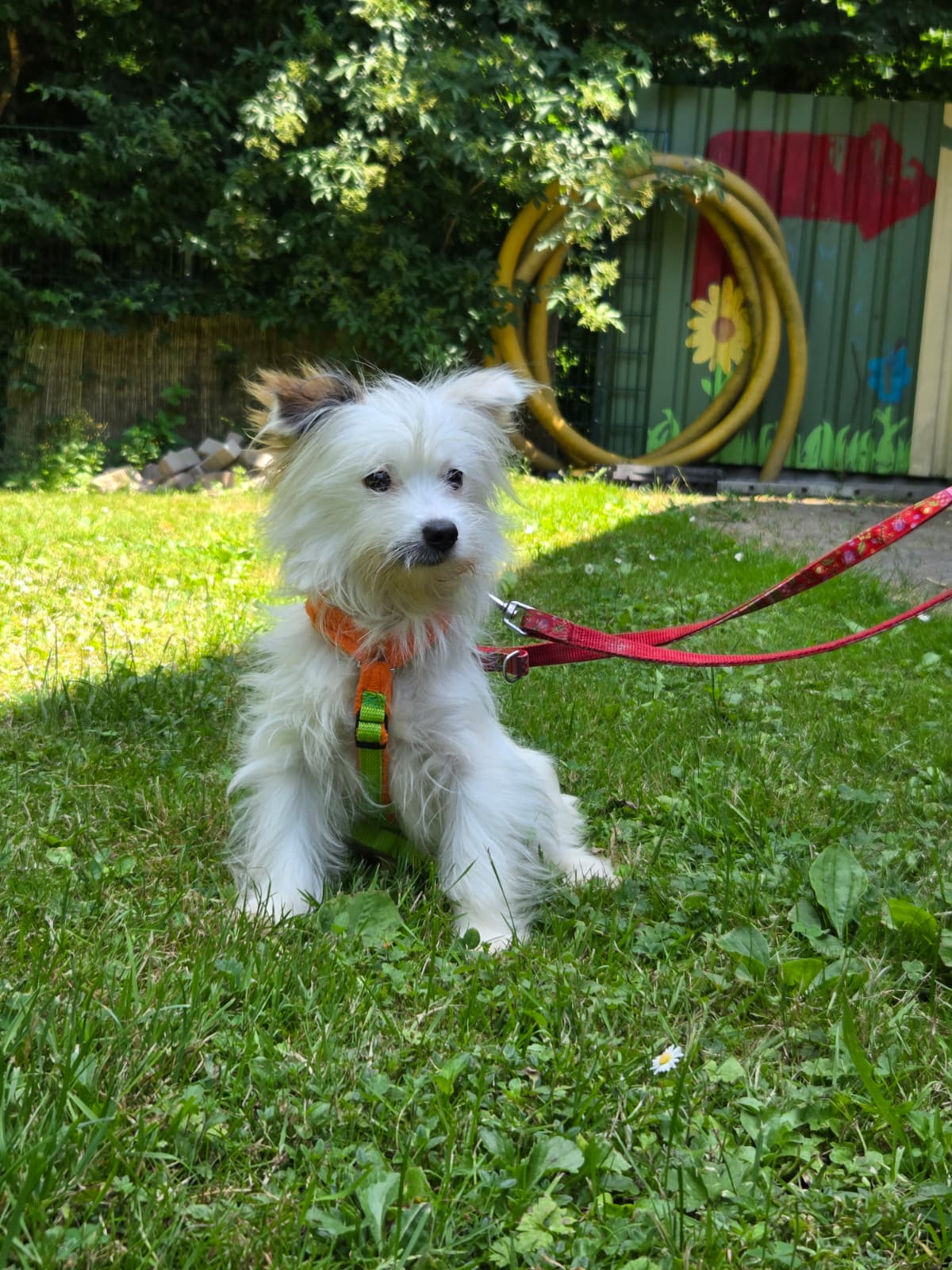 Lumi (wohnt zur Probe) – Bild 2