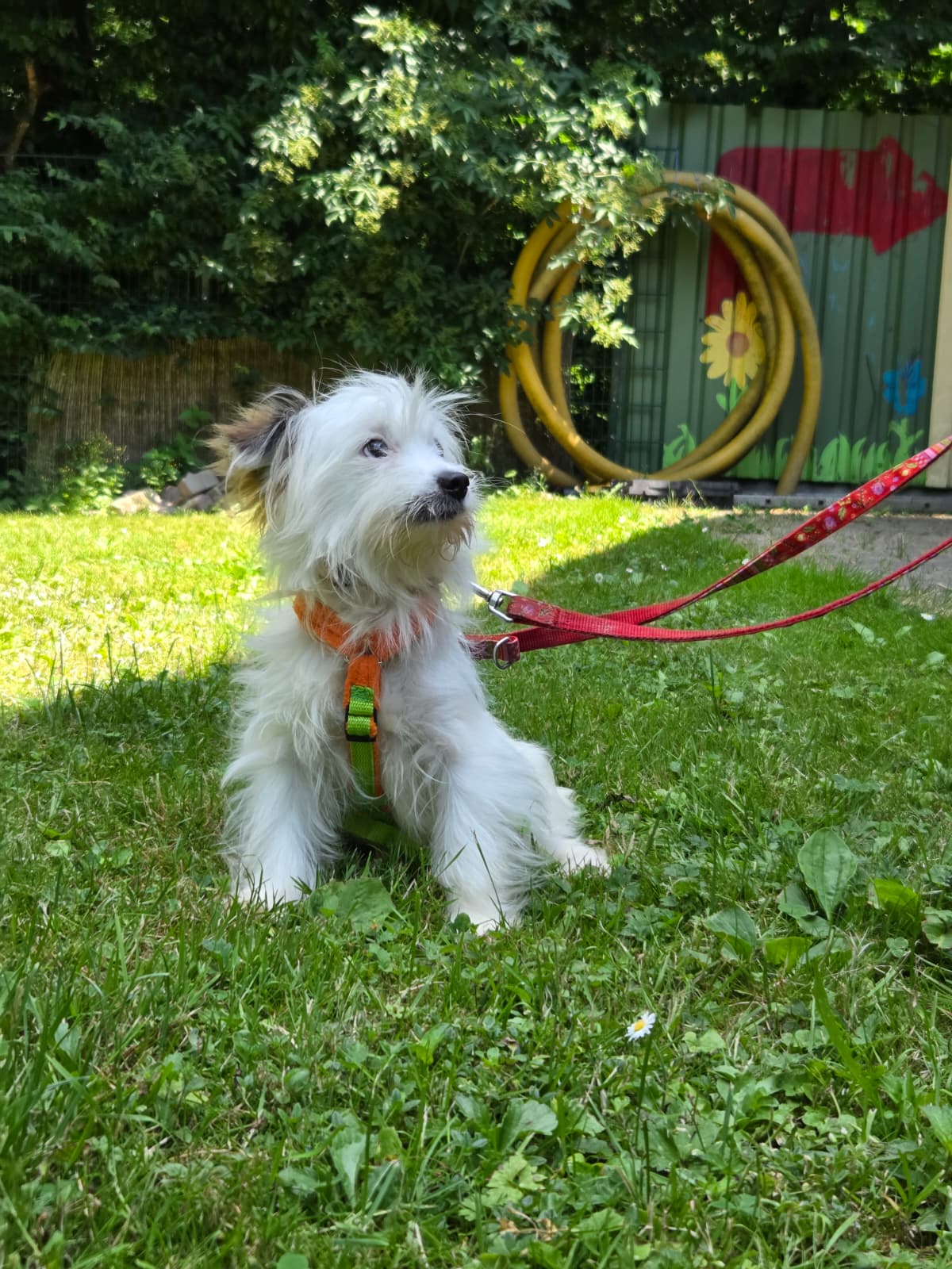 Lumi (wohnt zur Probe) – Bild 3