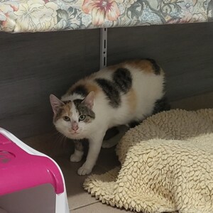 Penny
