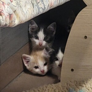 Polly, Purzel, Paula und Püpperich