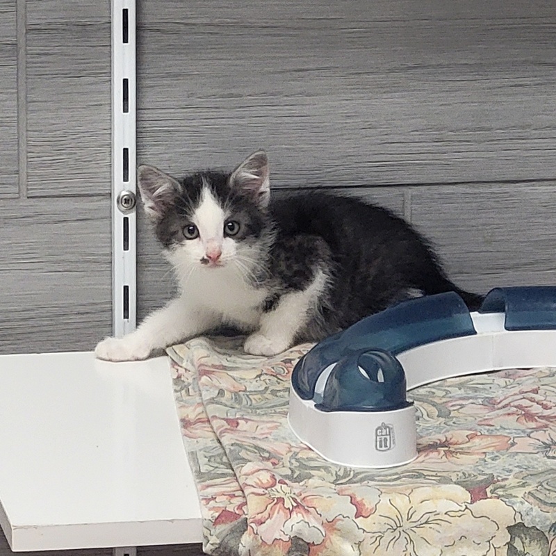 Polly, Purzel, Paula und Püpperich – Bild 4