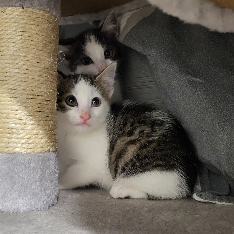 Polly, Purzel, Paula und Püpperich – Bild 6