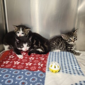 Damian, Daisy und Dusty