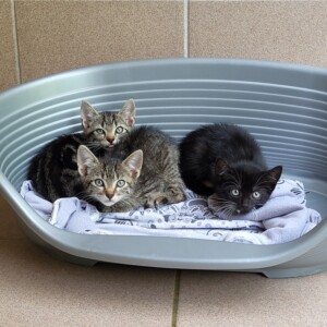 Apple, Socke und Strawberry