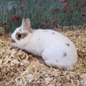 Toffee, Lady, Rexi und Bunny