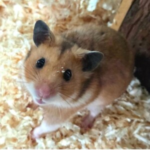 Berni