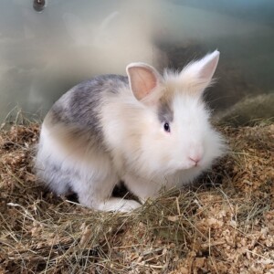 Minni
