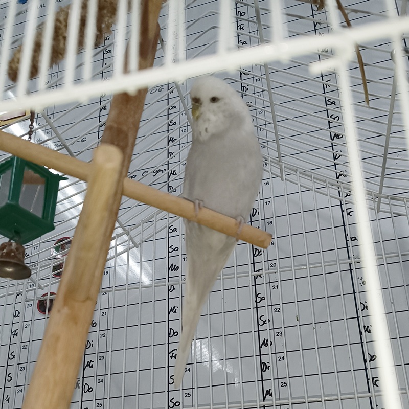 Conny ( auf einer Pflegestelle)
