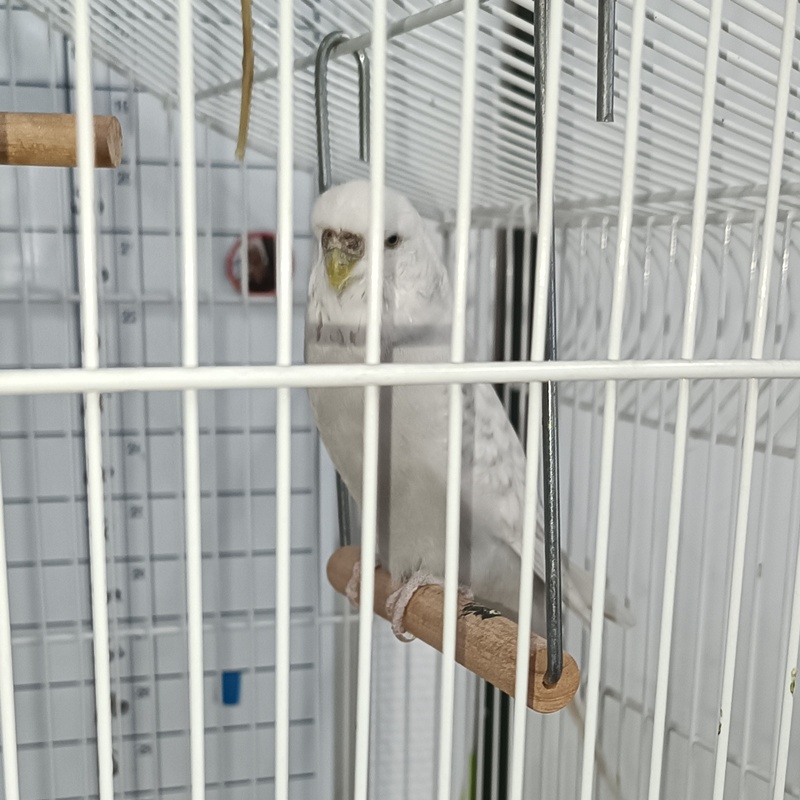 Conny ( auf einer Pflegestelle) – Bild 2