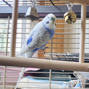 Hansi