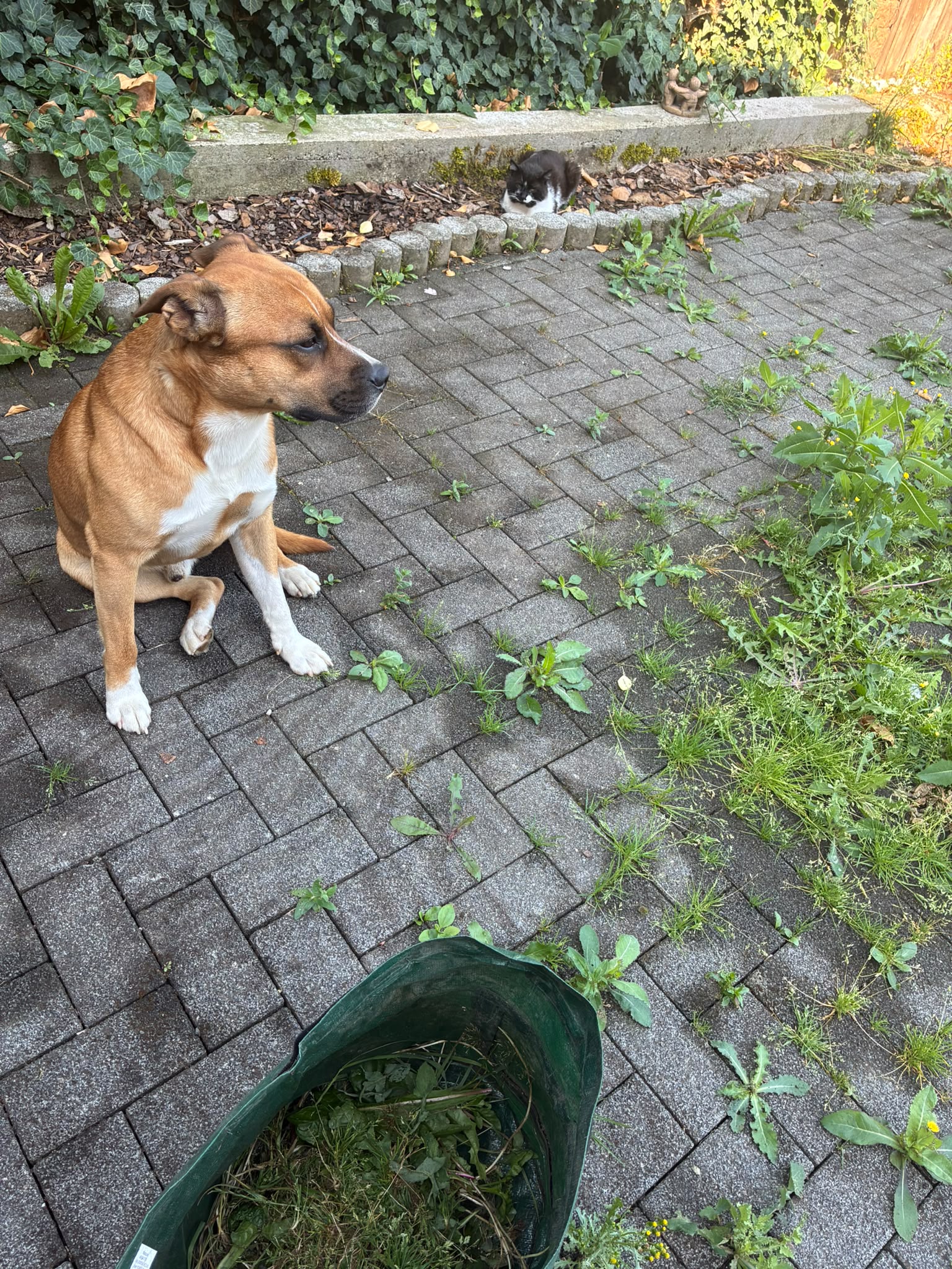 Pepper 02.07.2026 – Bild 4