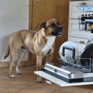 Pepper 02.07.2026