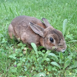 Blacky, Rehlein, Hopsi und Heinz 03.07.2026